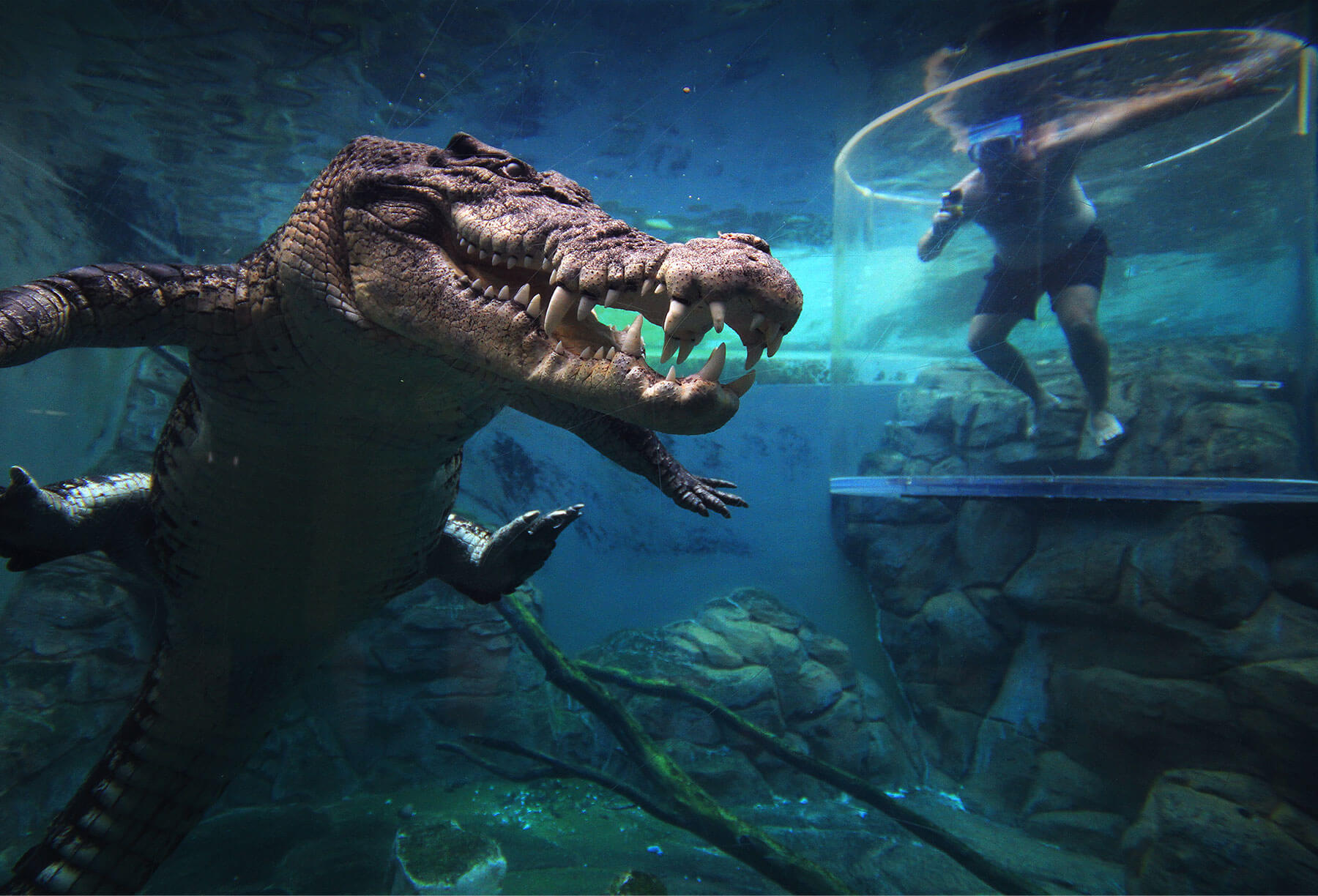 Croccove  A Year with the Reptiles at Crocosaurus Cove