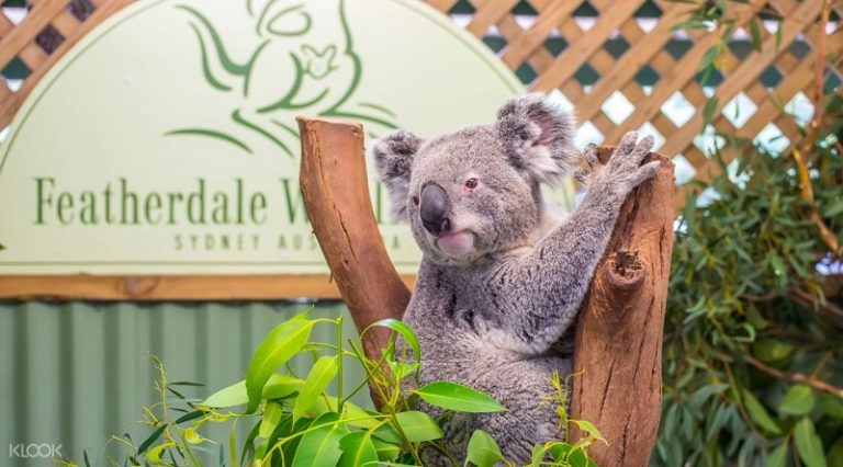 【Sydney】Featherdale Sydney Wildlife Park – Delightful Travel