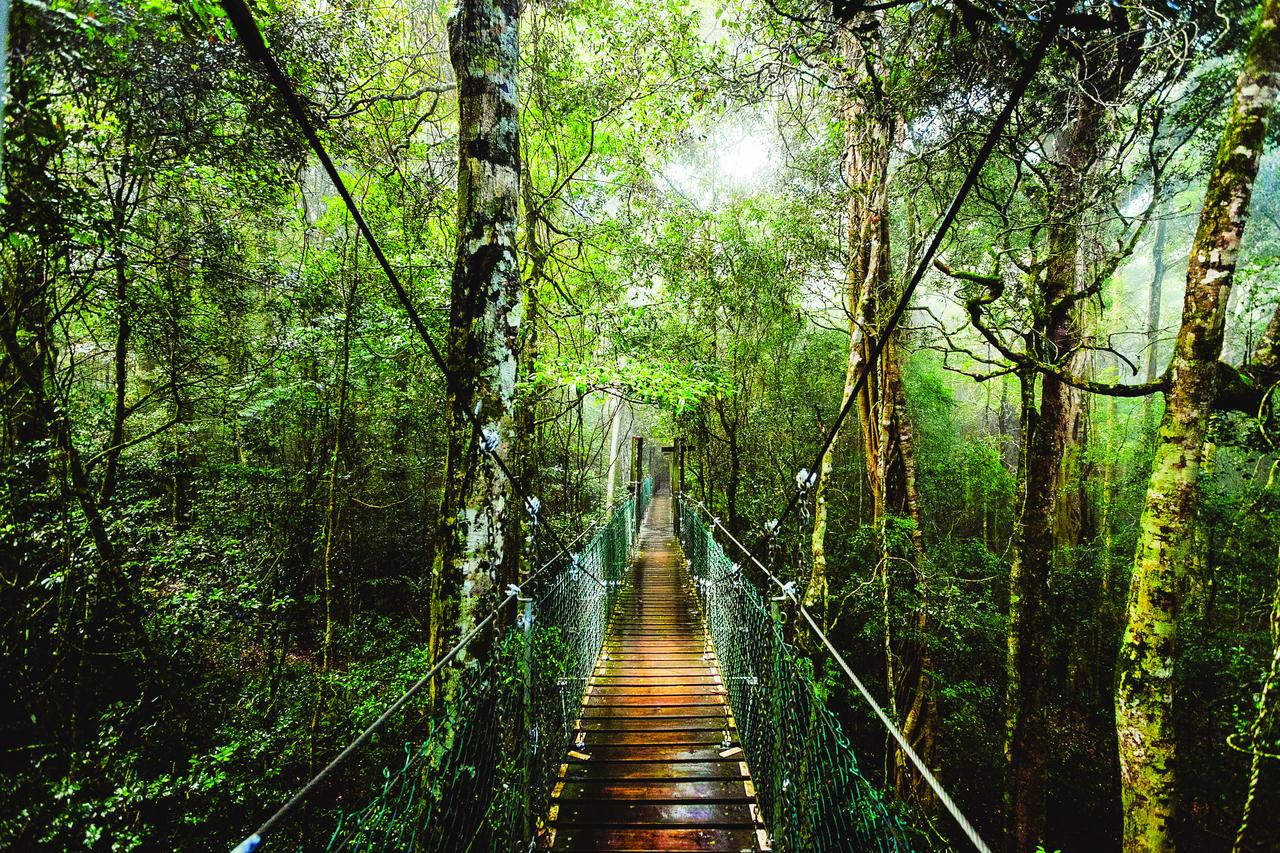 rainforest tour gold coast