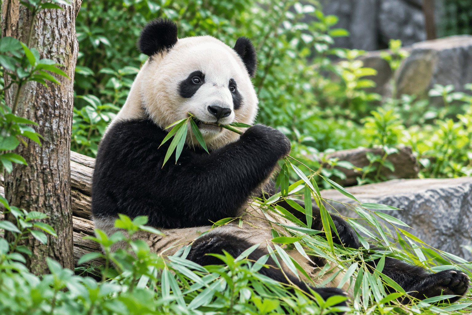 Giant panda in Chengdu — AI-generated illustration